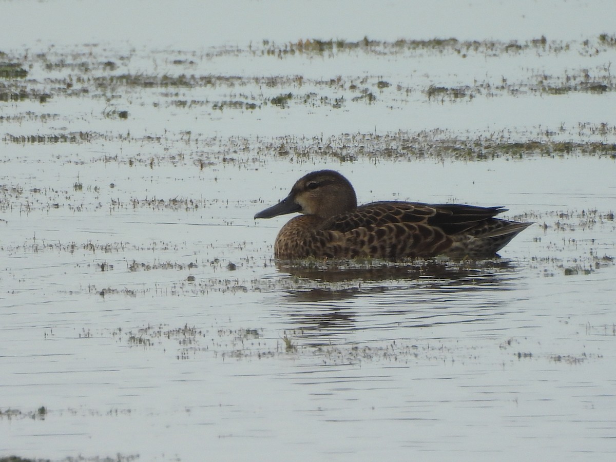 Blue-winged Teal - Cindy Millford