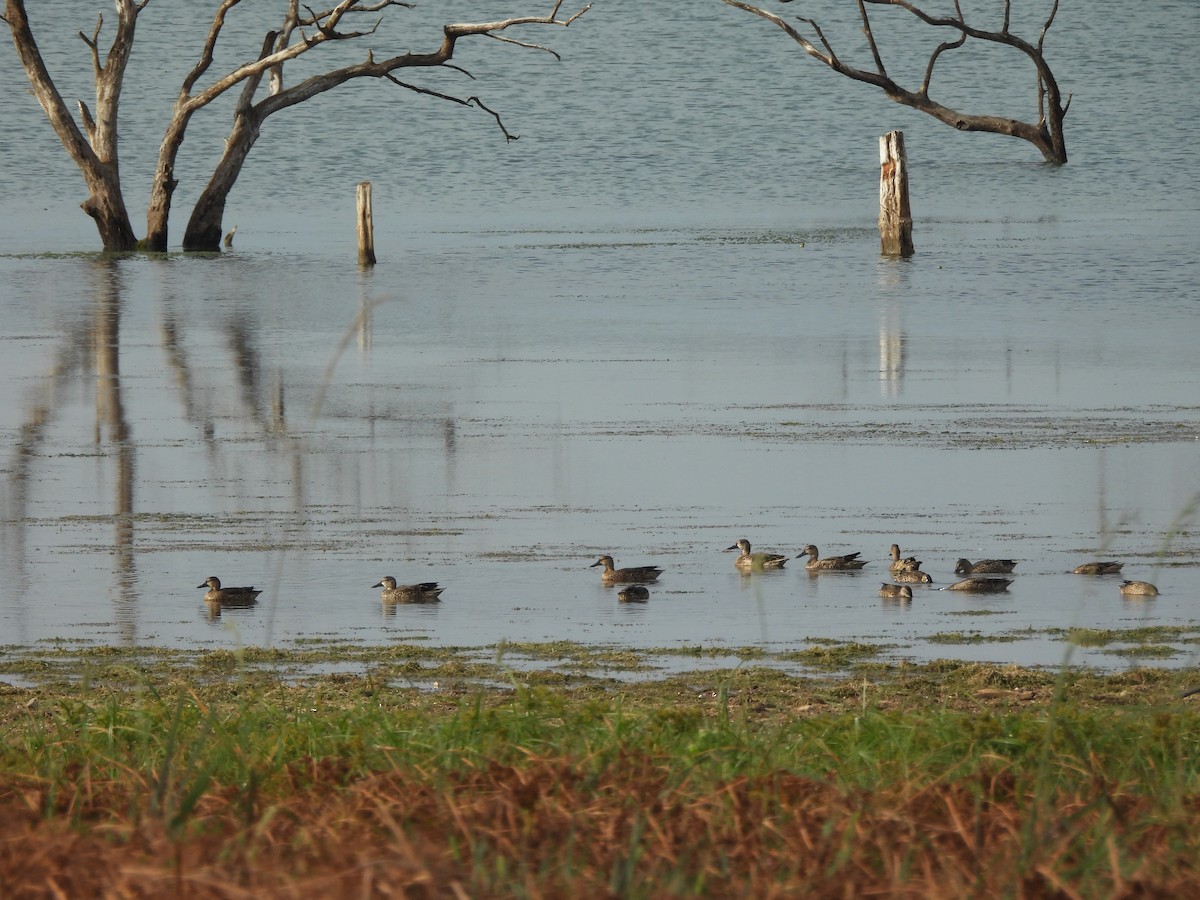 Blue-winged Teal - ML623413939