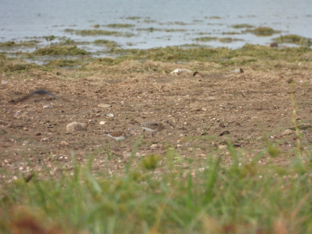 Baird's Sandpiper - ML623413949