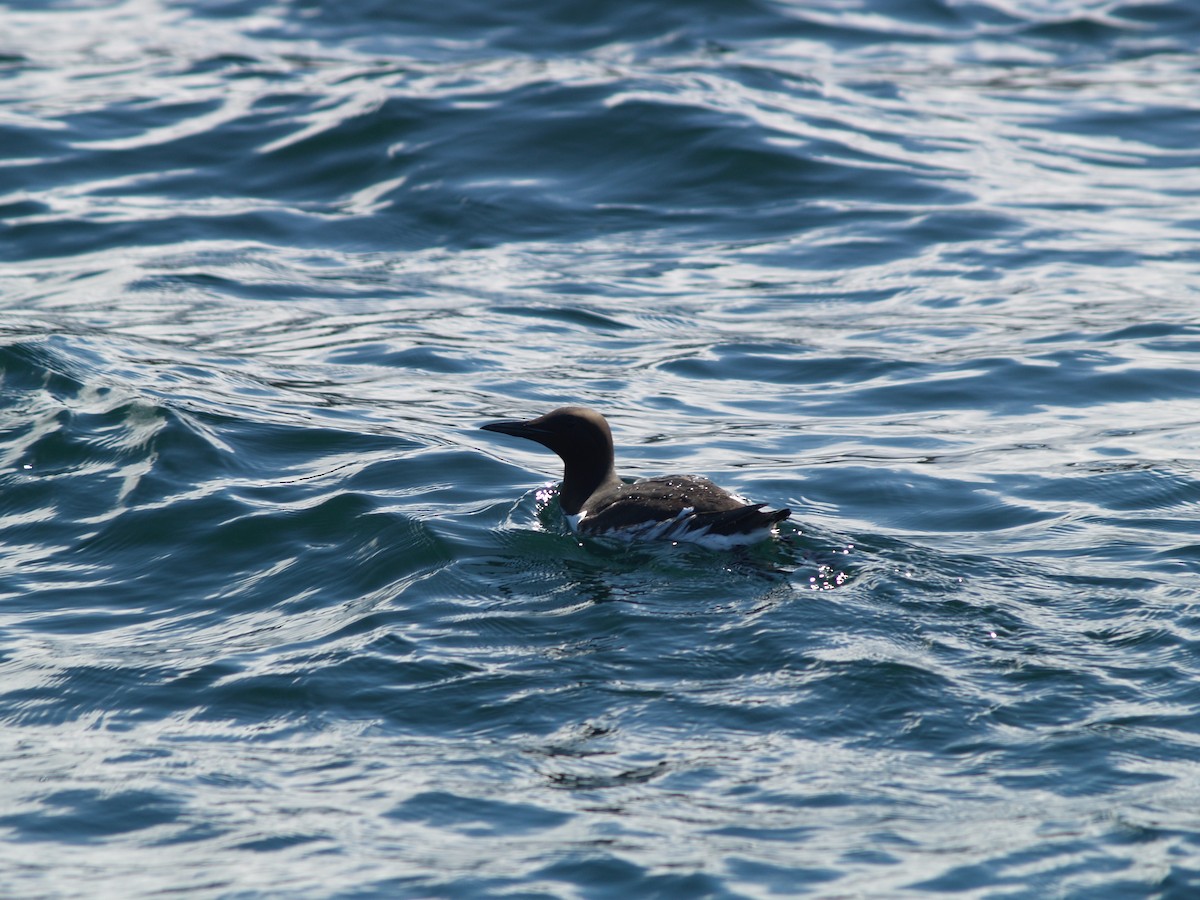 Common Murre - ML623413983