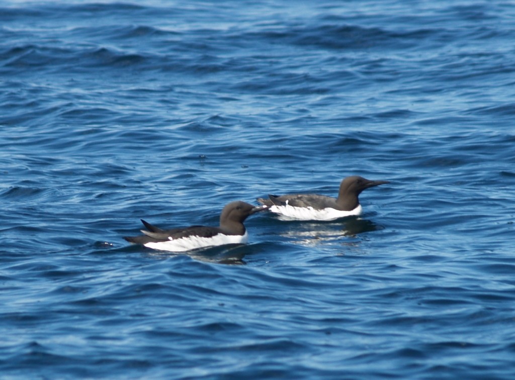 Common Murre - ML623413985