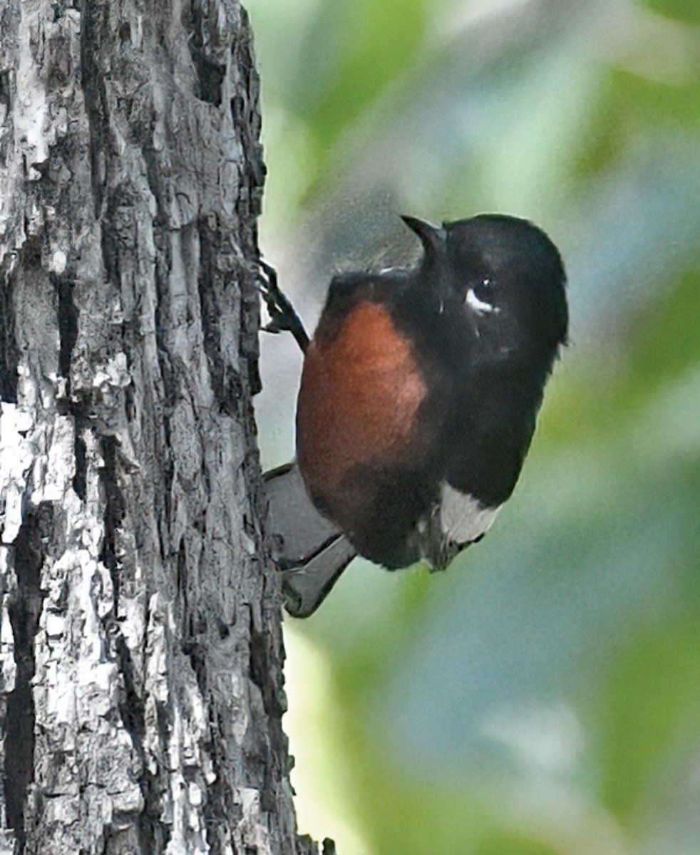 Rotbrust-Waldsänger - ML623414002