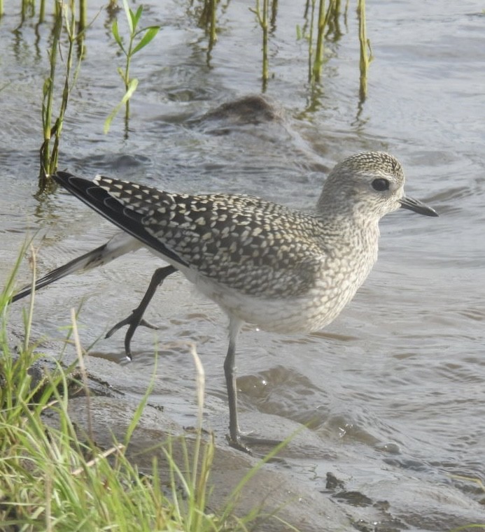 Black-bellied Plover - ML623414008