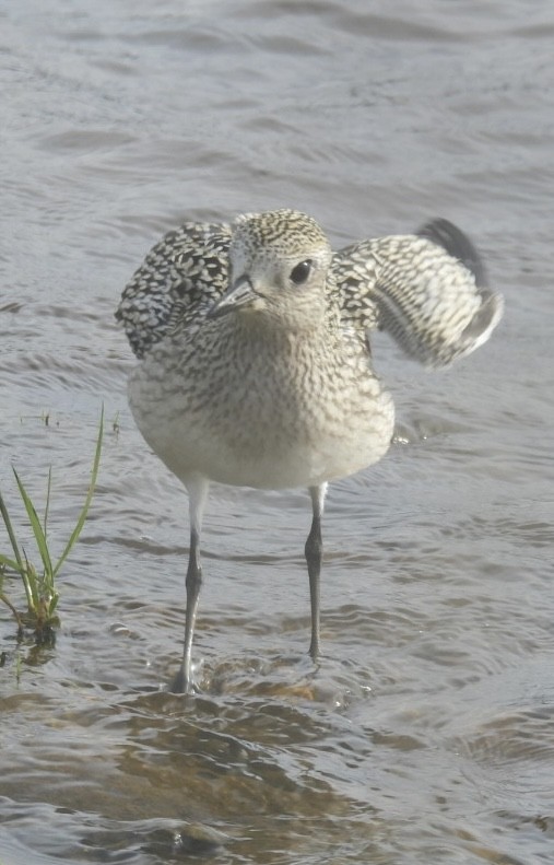 Black-bellied Plover - ML623414009