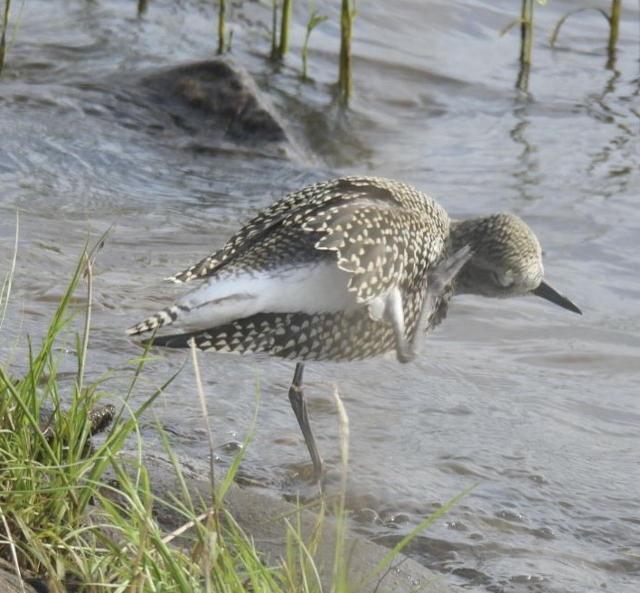 Black-bellied Plover - ML623414010