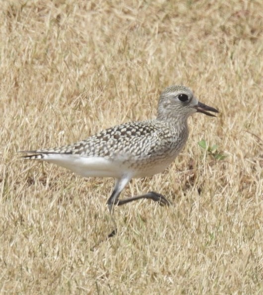 Black-bellied Plover - ML623414011