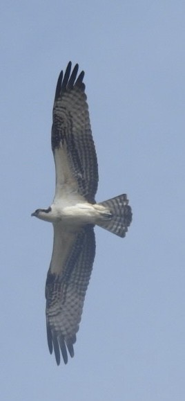Osprey - ML623414027