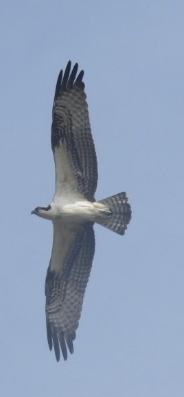 Osprey - ML623414027