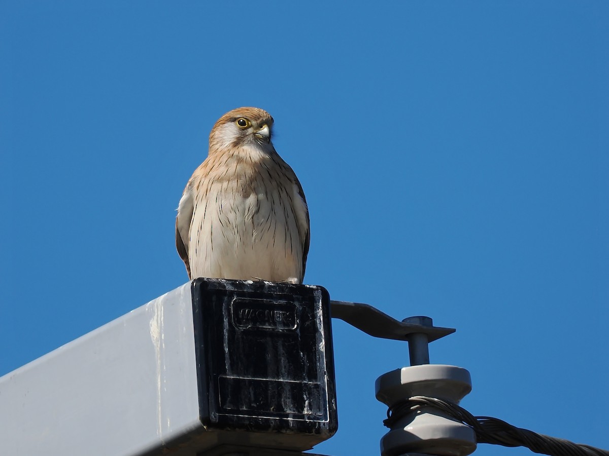 Nankeen Kestrel - ML623414065
