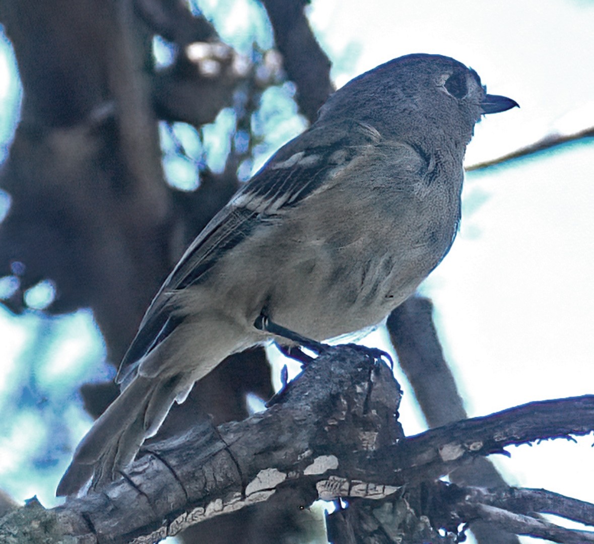 Huttonvireo - ML623414069