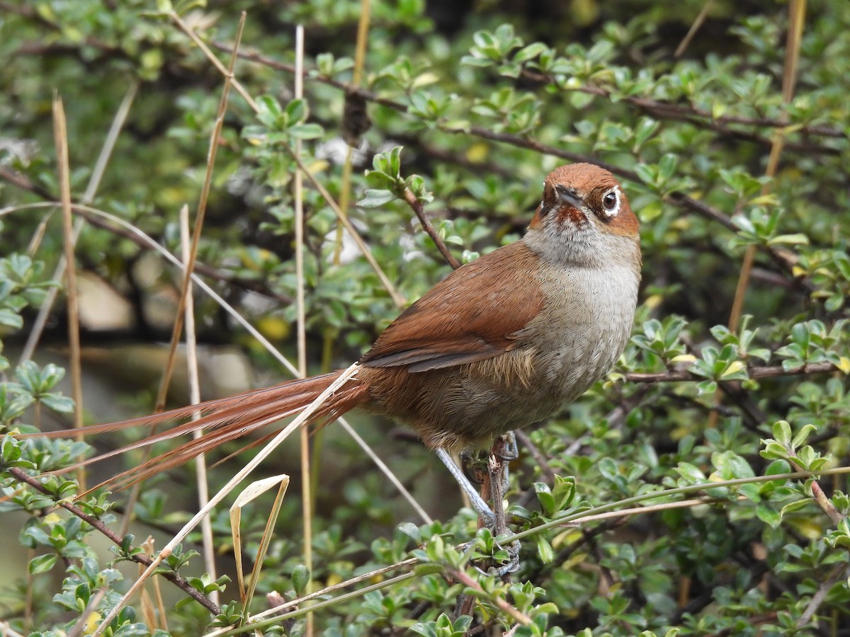 Eye-ringed Thistletail - ML623414071