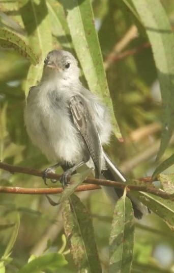 Blue-gray Gnatcatcher - ML623414074