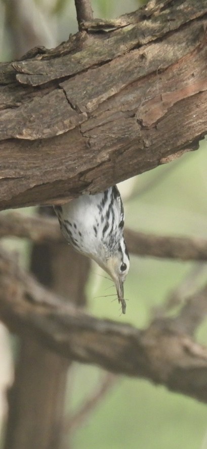 Black-and-white Warbler - Mia Burroughs