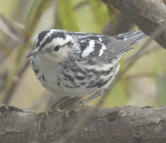 Black-and-white Warbler - ML623414098