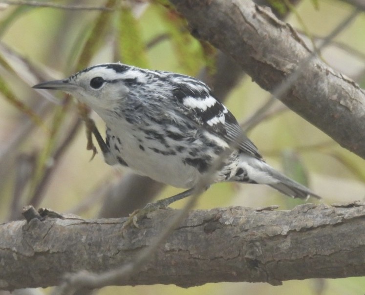 Black-and-white Warbler - ML623414099