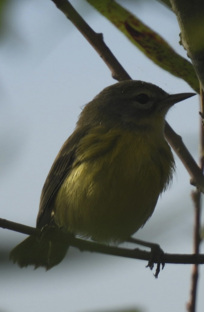 Prairie Warbler - ML623414110