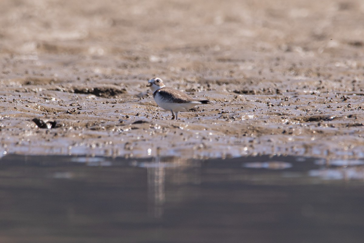 Semipalmated Plover - Christie Bass