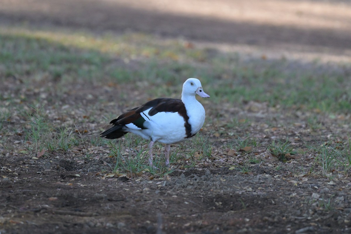 Radjah Shelduck - Ken Crawley