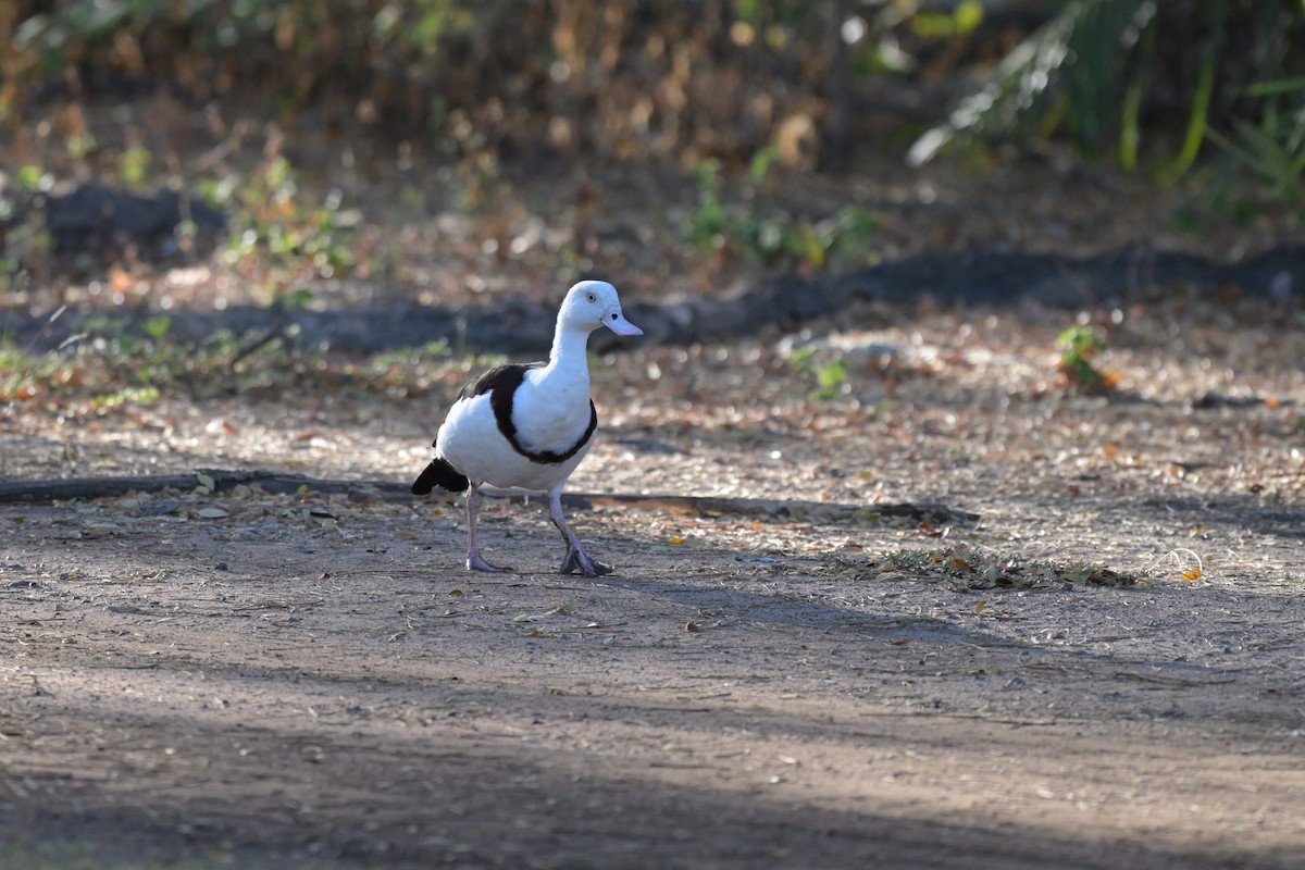 Radjah Shelduck - ML623414145