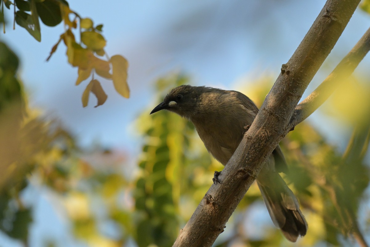 White-gaped Honeyeater - ML623414204