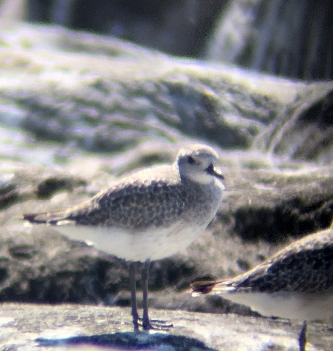 Black-bellied Plover - ML623414224