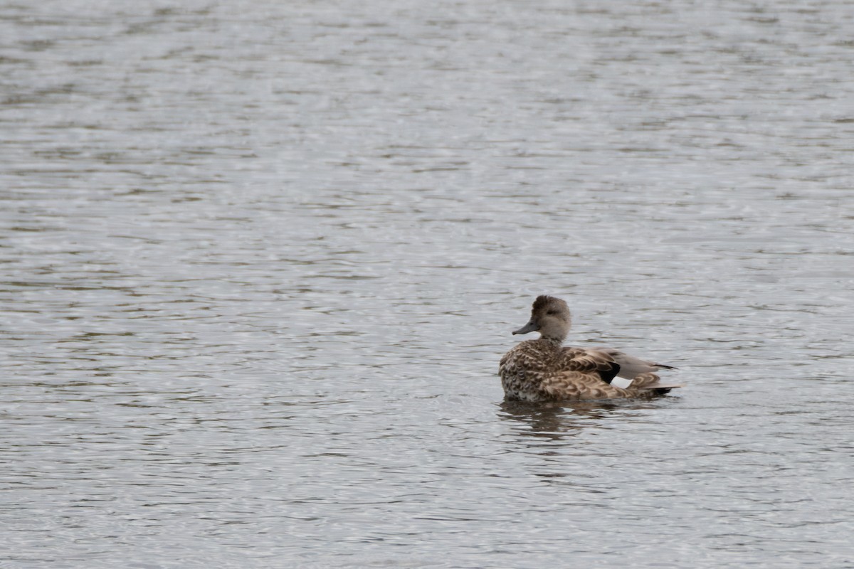 Gadwall - ML623414280