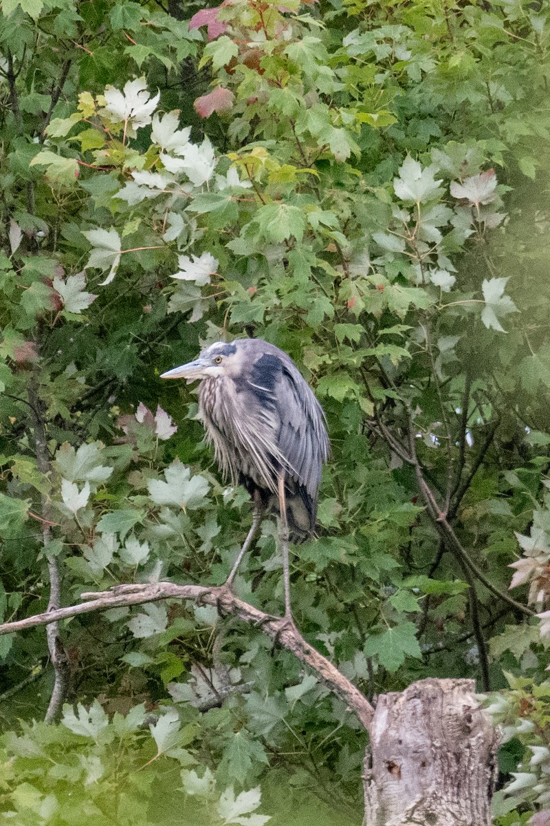 Great Blue Heron - Rob Marcil