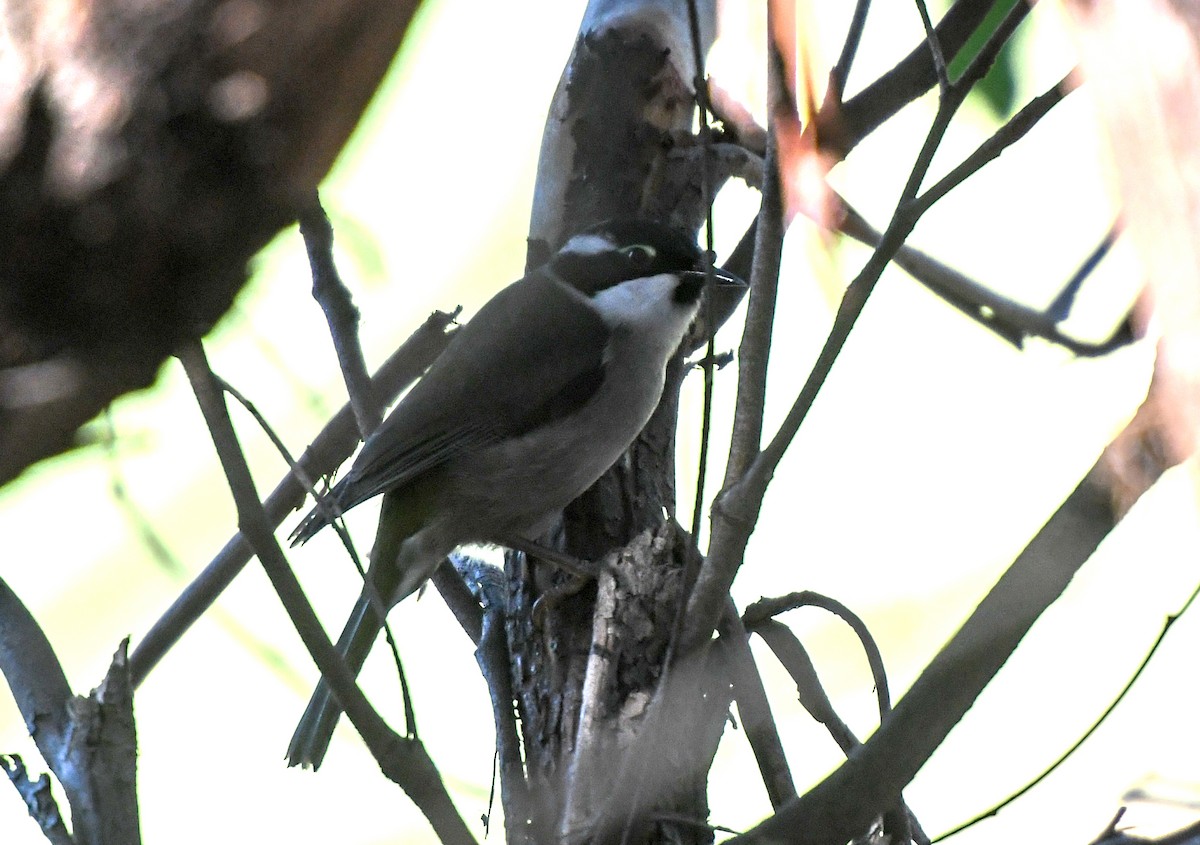 Strong-billed Honeyeater - ML623414292