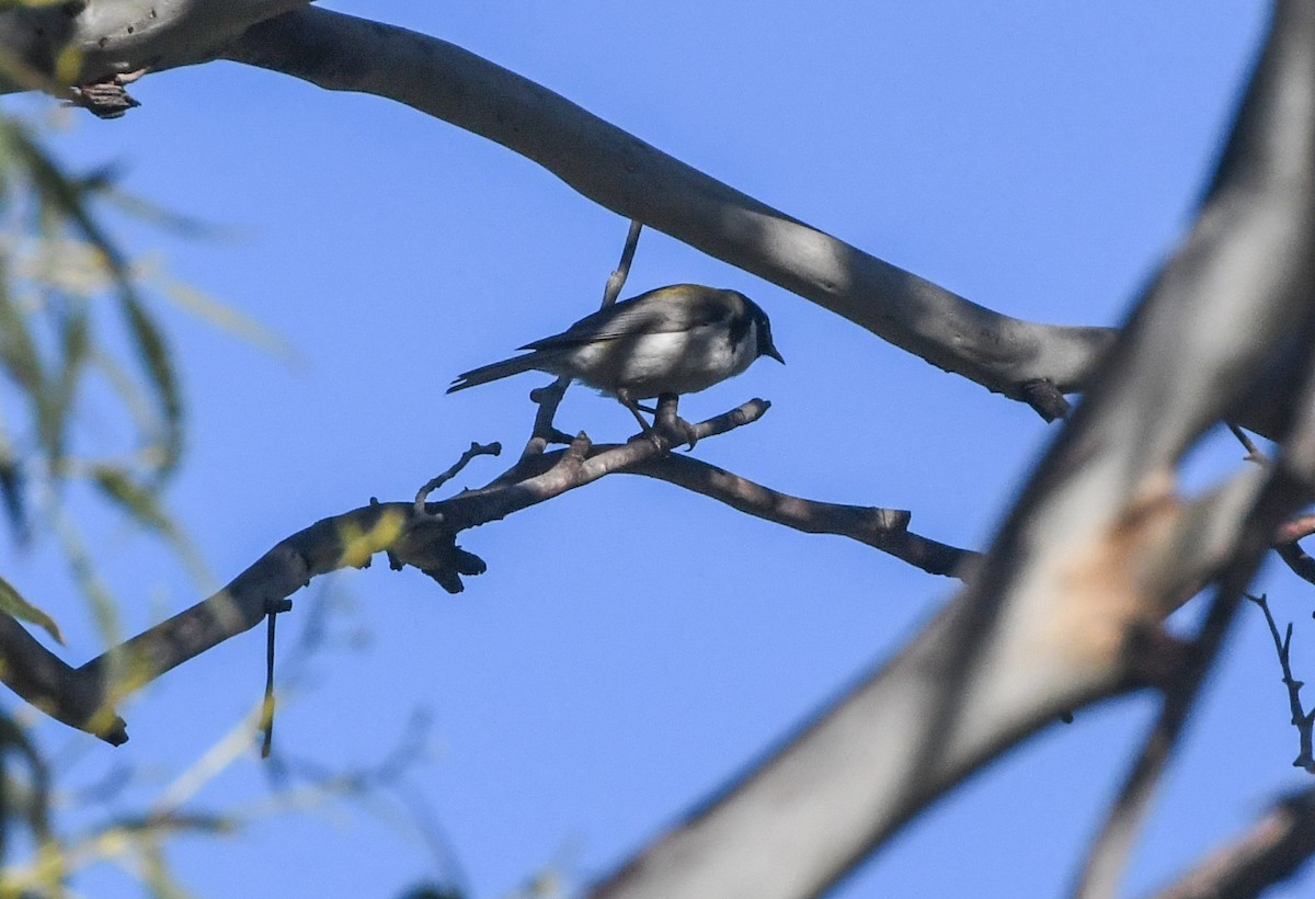 Black-headed Honeyeater - ML623414293