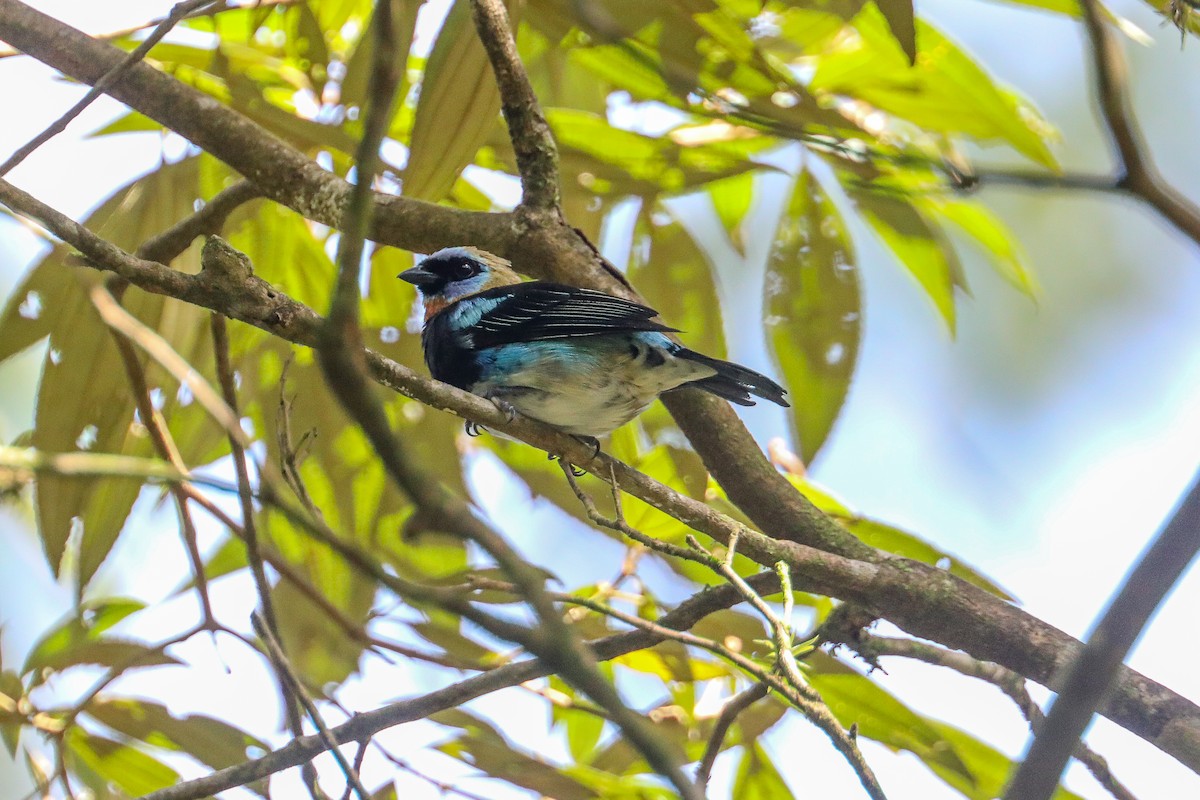 Golden-hooded Tanager - ML623414317