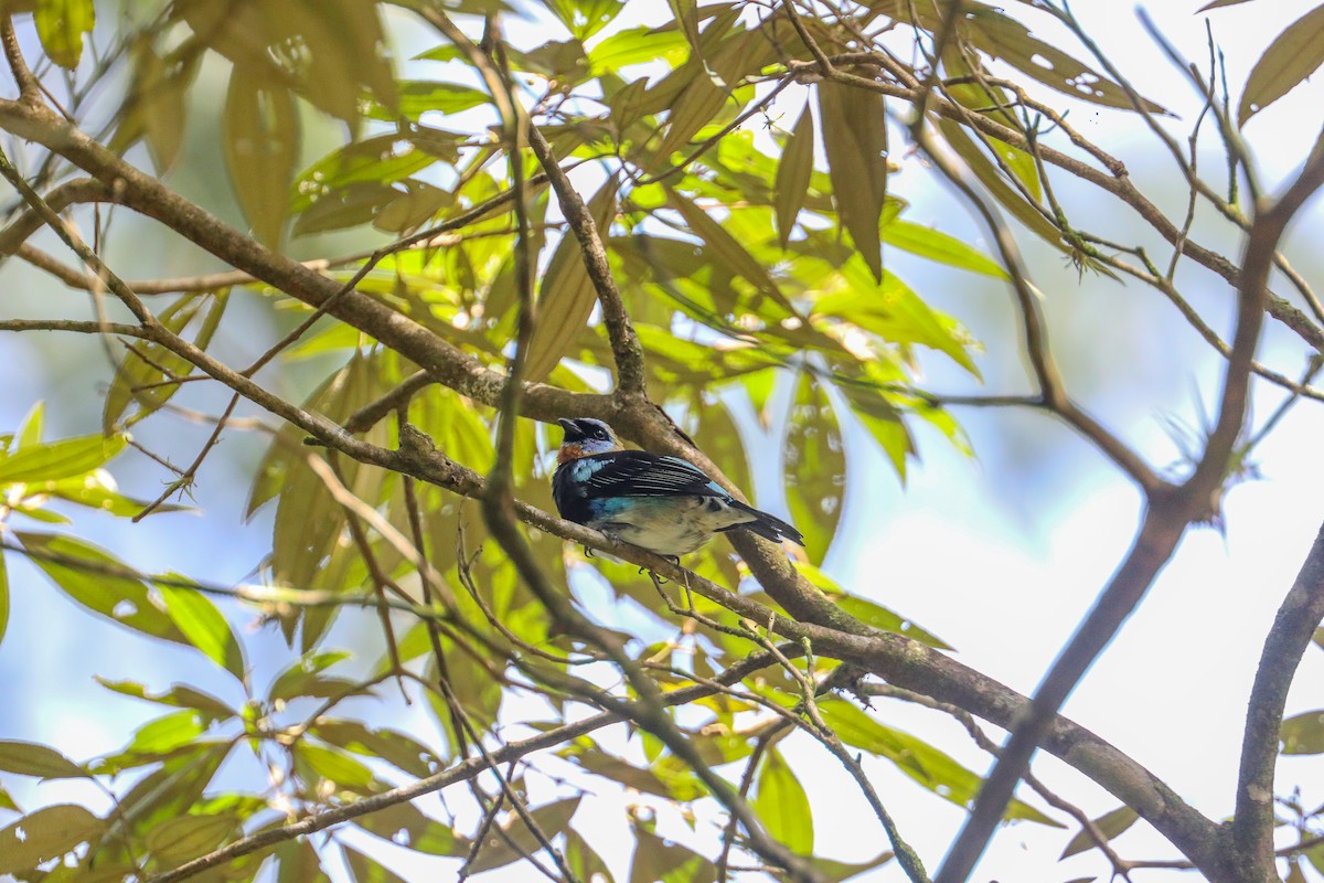 Golden-hooded Tanager - ML623414328