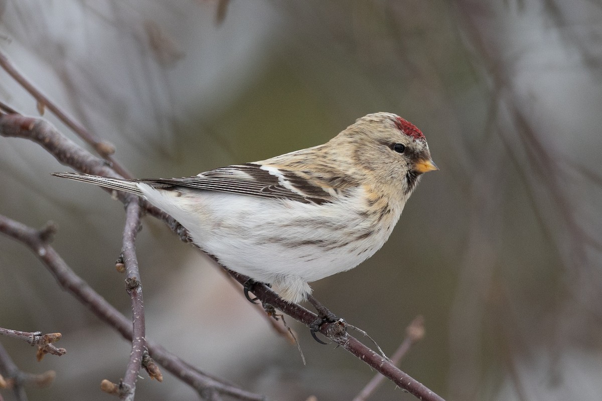 Hoary Redpoll - ML623414346