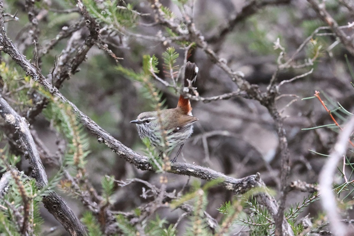 Shy Heathwren - ML623414374