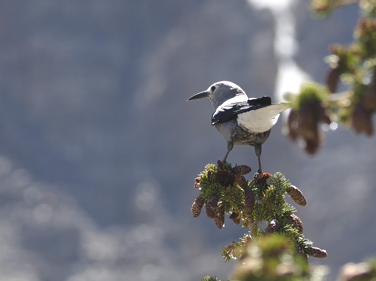 Clark's Nutcracker - Jeffery Sole