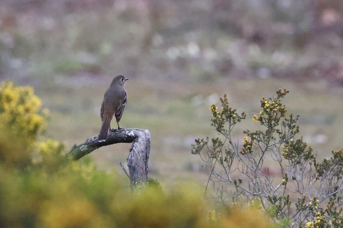 Southern Scrub-Robin - ML623414421