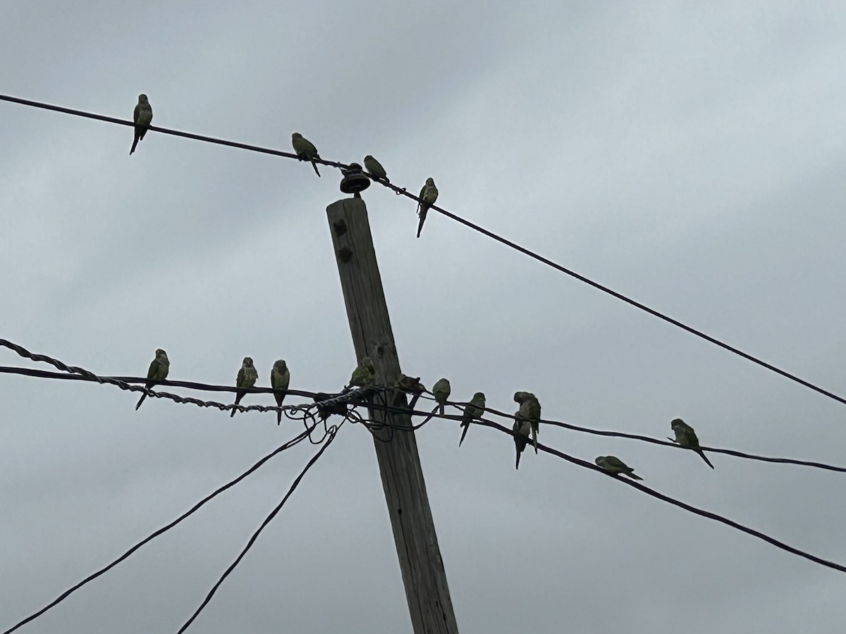 Monk Parakeet - ML623414464