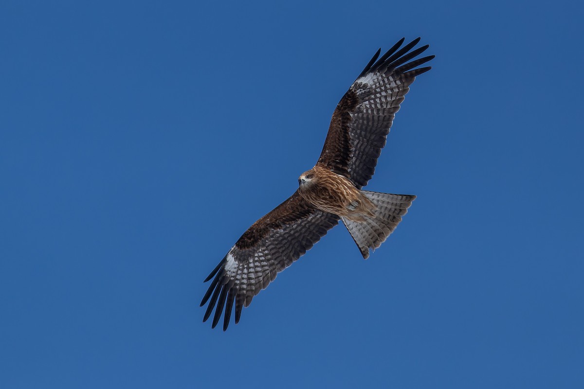 Black Kite (Black-eared) - Sila Viriyautsahakul