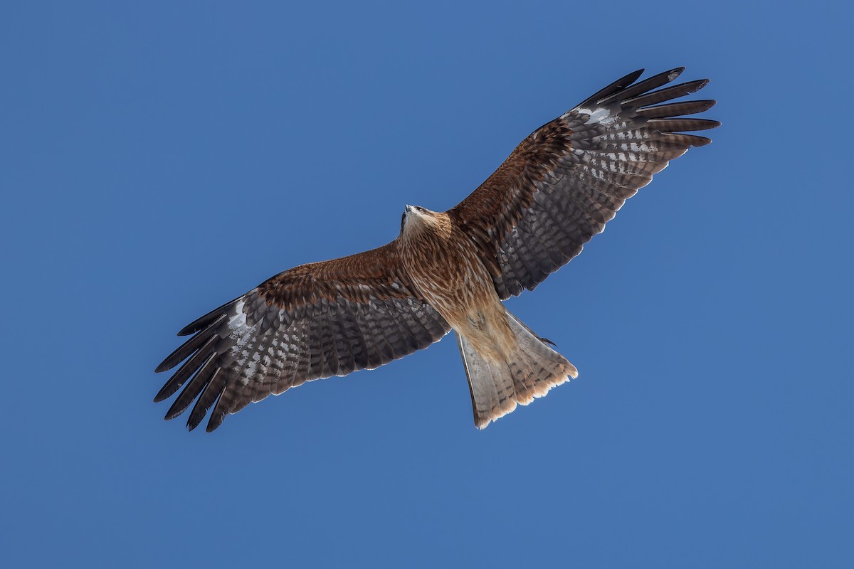 Black Kite (Black-eared) - ML623414488