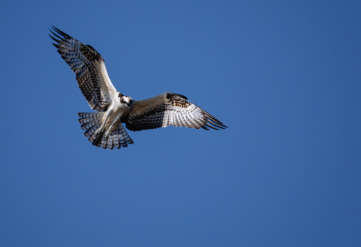 Osprey - ML623414489
