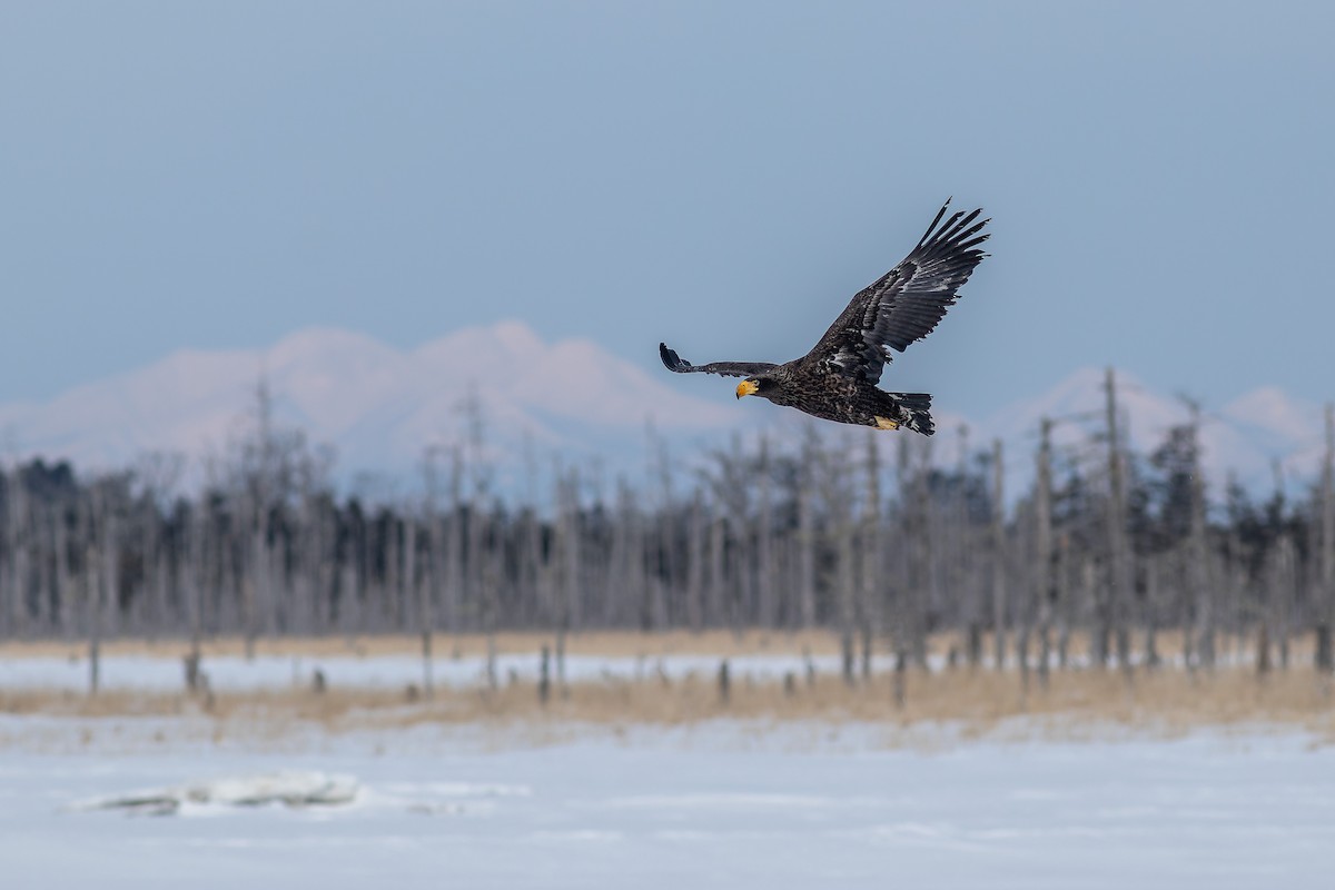 Steller's Sea-Eagle - Sila Viriyautsahakul