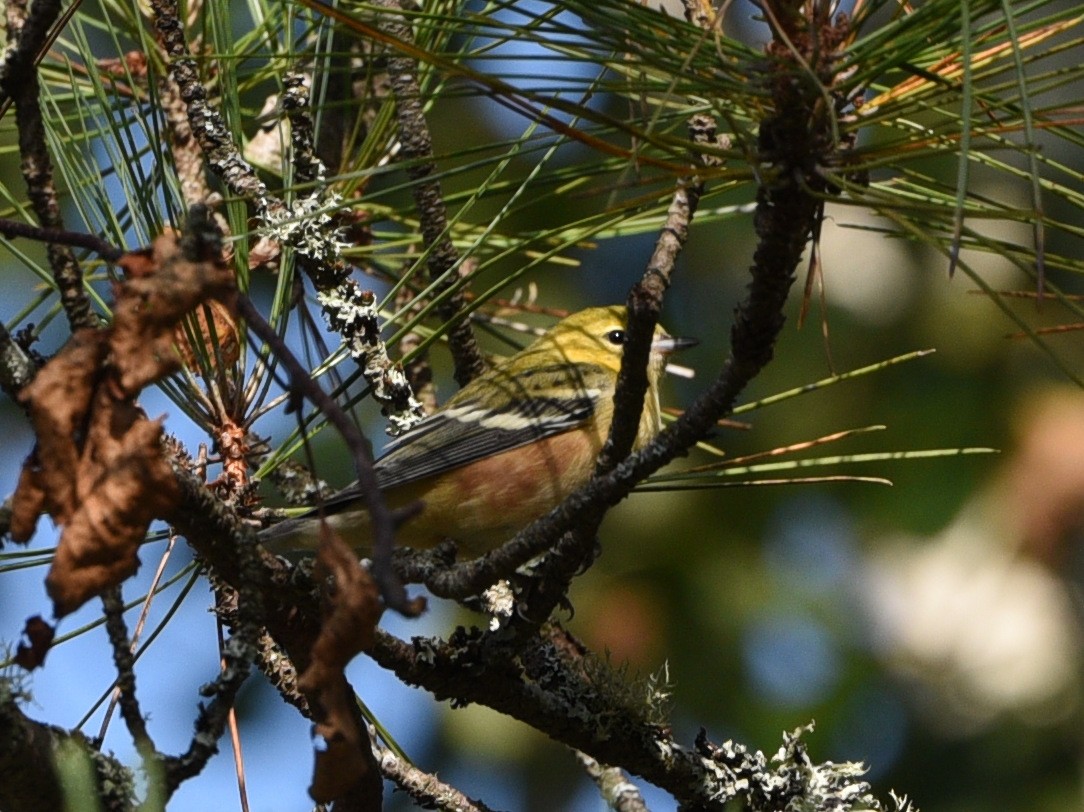 Bay-breasted Warbler - ML623414539