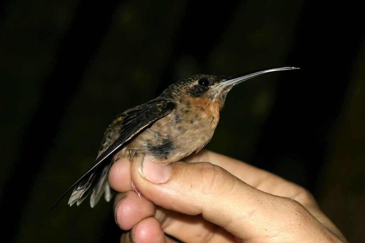 Pale-tailed Barbthroat - ML623414541