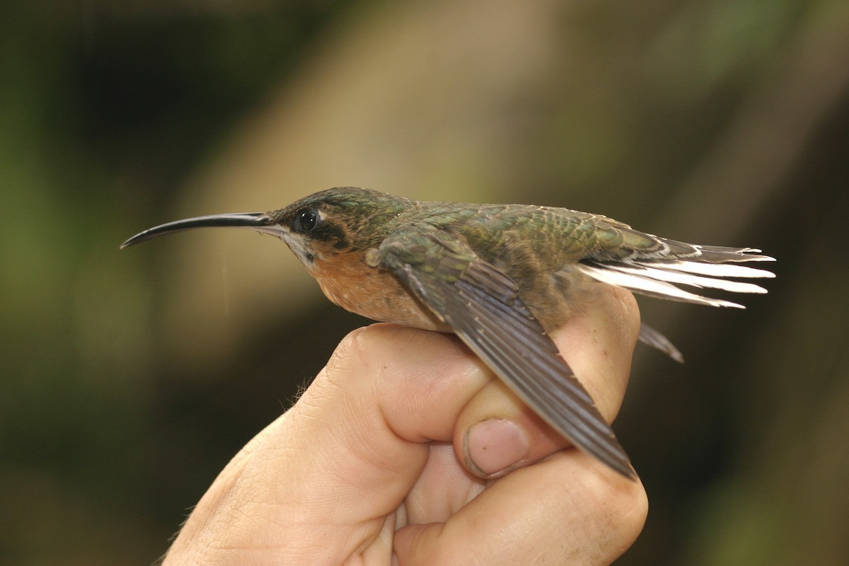 Pale-tailed Barbthroat - ML623414542