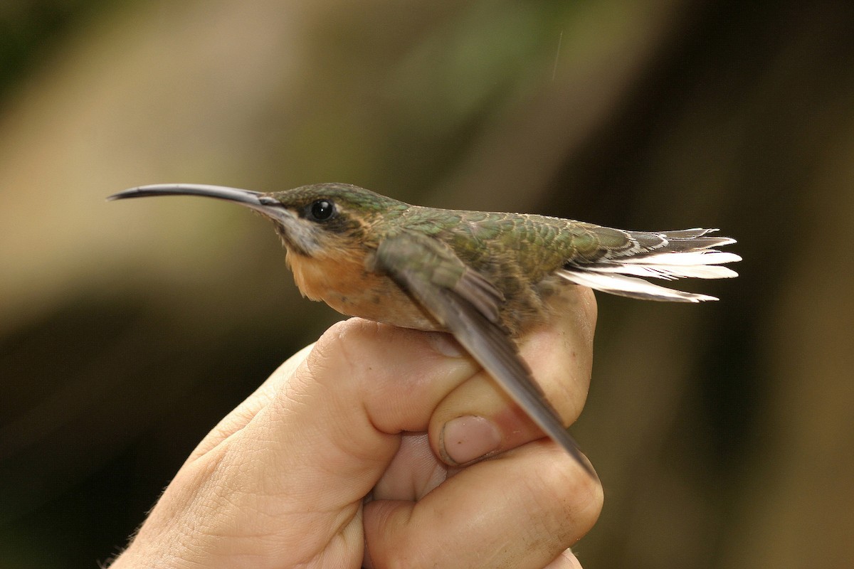 Pale-tailed Barbthroat - ML623414543