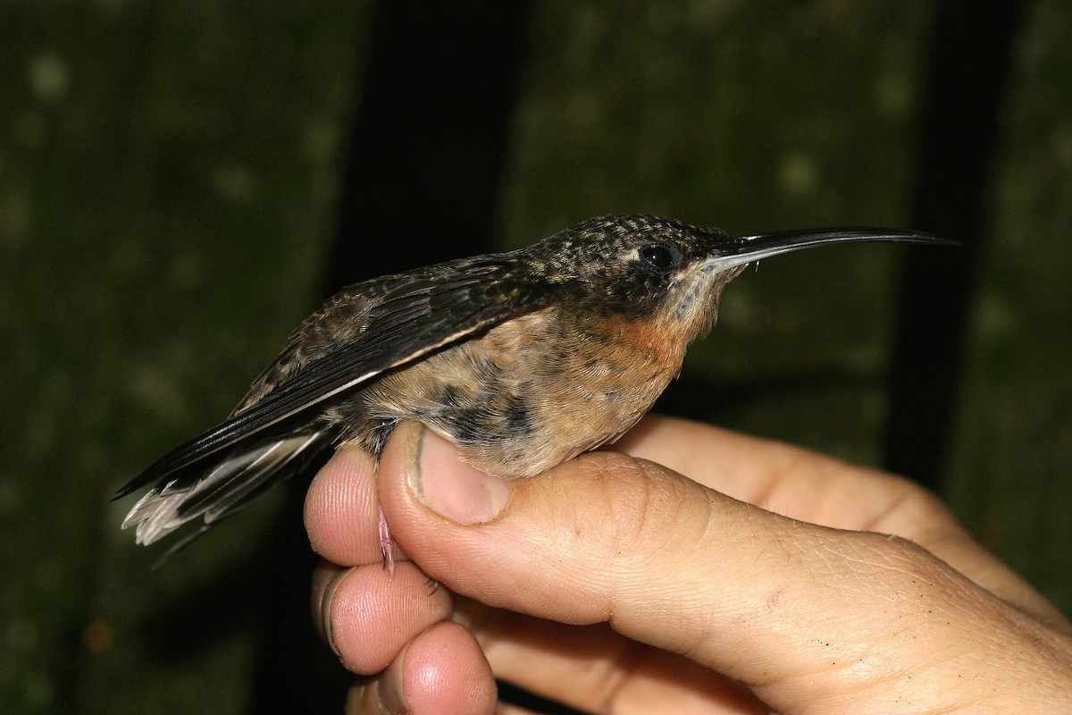 Pale-tailed Barbthroat - ML623414544