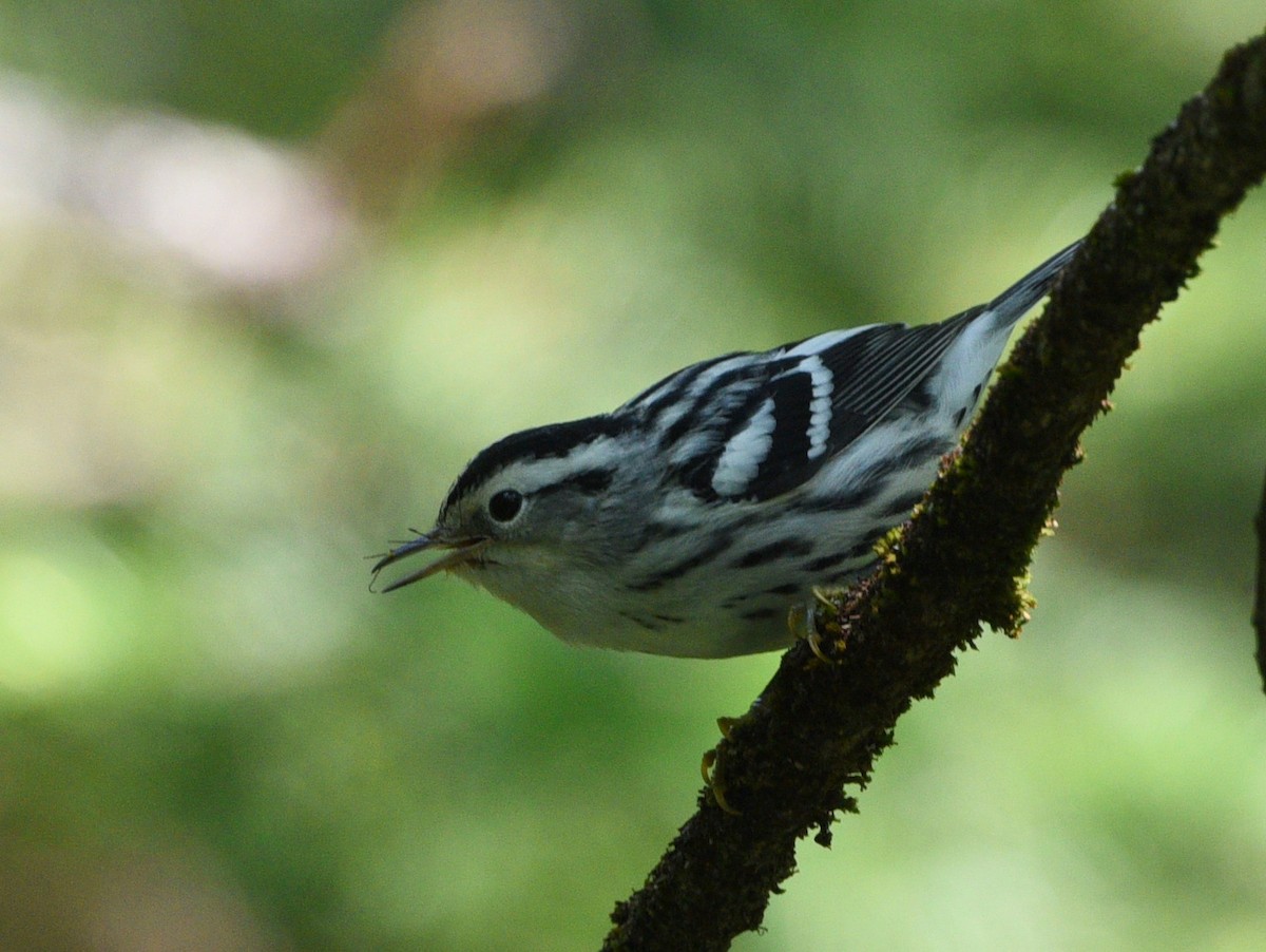 Black-and-white Warbler - ML623414581