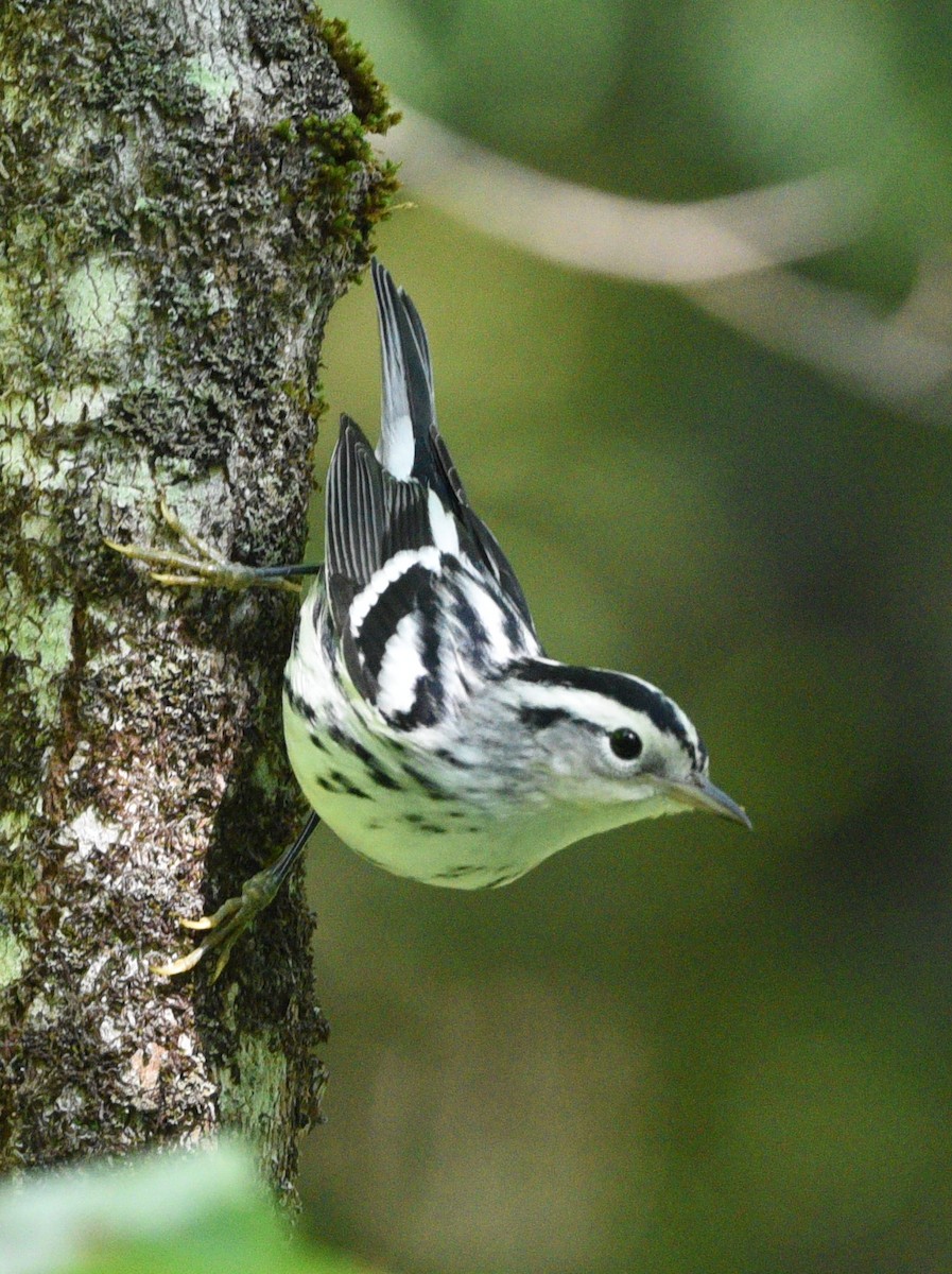 Black-and-white Warbler - ML623414587