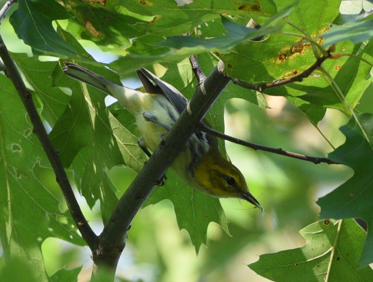 Black-throated Green Warbler - ML623414618