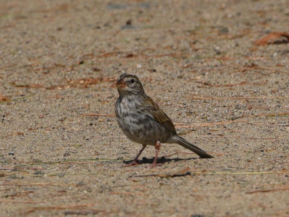 Chipping Sparrow - ML623414623