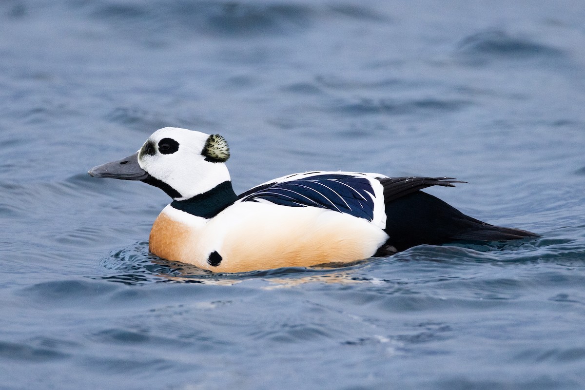 Steller's Eider - ML623414627